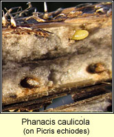 Phanacis caulicola