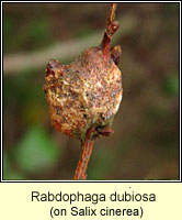 Rabdophaga dubiosa