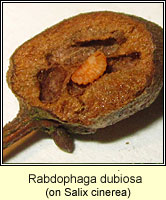 Rabdophaga dubiosa