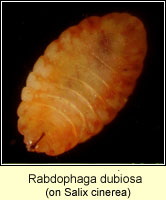 Rabdophaga dubiosa