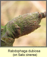 Rabdophaga dubiosa