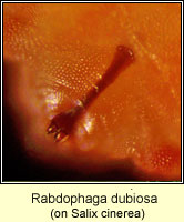 Rabdophaga dubiosa