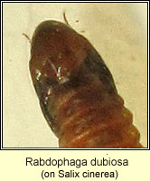 Rabdophaga dubiosa