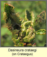 Dasineura crataegi