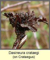 Dasineura crataegi