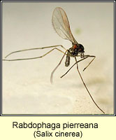 Rabdophaga pierreana