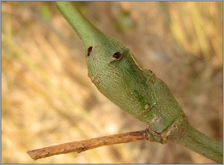 Rabdophaga pierreana