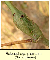 Rabdophaga pierreana