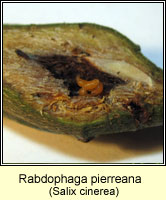 Rabdophaga pierreana