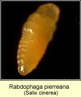 Rabdophaga pierreana