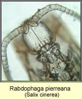 Rabdophaga pierreana