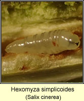 Hexomyza simplicoides