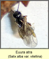 Euura atra