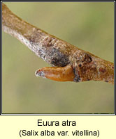 Euura atra