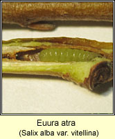 Euura atra