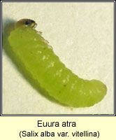 Euura atra