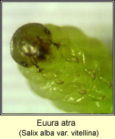 Euura atra