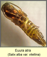 Euura atra