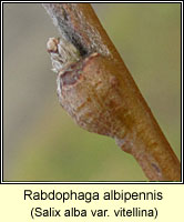 Rabdophaga albipennis