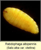 Rabdophaga albipennis