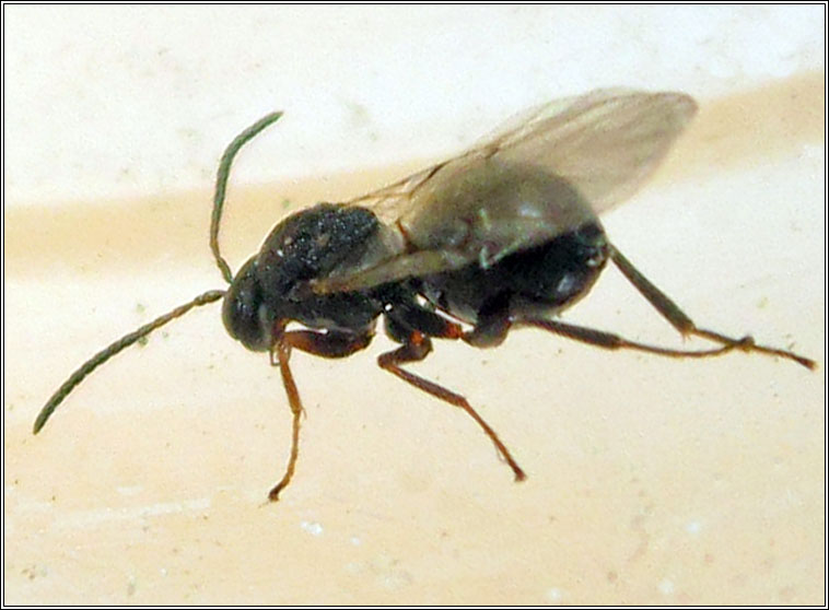 Andricus quercusradicis