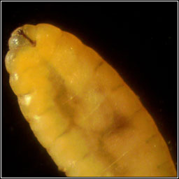 Rabdophaga saliciperda