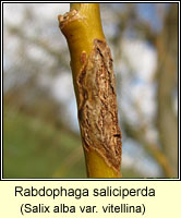 Rabdophaga saliciperda