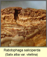 Rabdophaga saliciperda