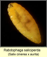 Rabdophaga saliciperda