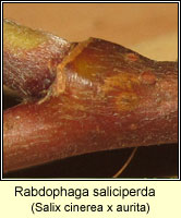 Rabdophaga saliciperda