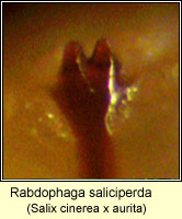 Rabdophaga saliciperda