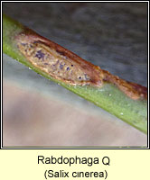 Rabdophaga saliciperda