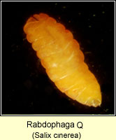 Rabdophaga Q