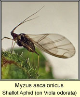 Myzus ascalonicus, Shallot Aphid