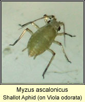 Myzus ascalonicus, Shallot Aphid