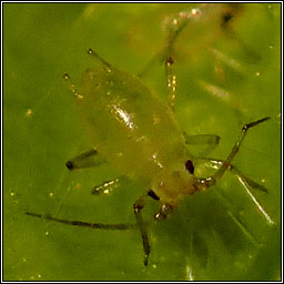 Myzus ascalonicus, Shallot Aphid