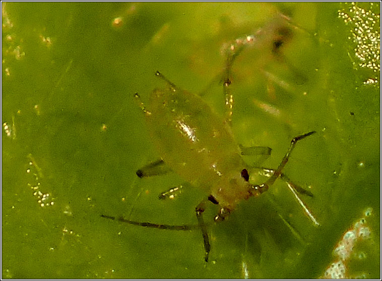 Myzus ascalonicus, Shallot Aphid