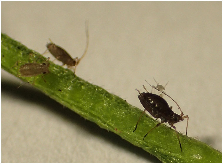 Myzus ascalonicus, Shallot Aphid