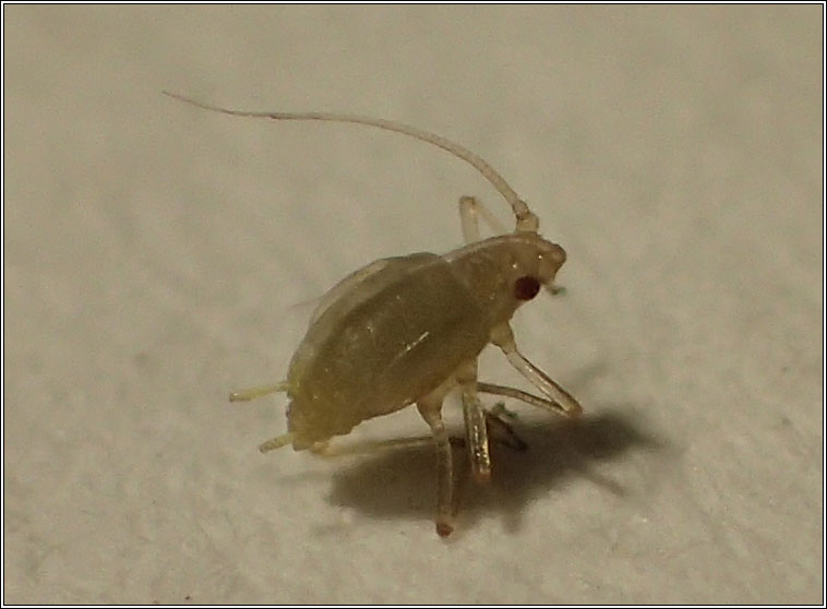 Myzus ascalonicus, Shallot Aphid