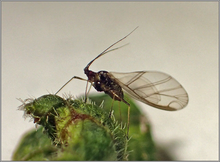 Myzus ascalonicus, Shallot Aphid