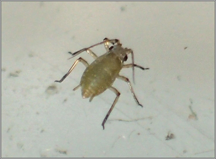 Myzus ascalonicus, Shallot Aphid