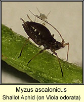 Myzus ascalonicus, Shallot Aphid