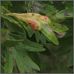 Dysaphis crataegi (group)