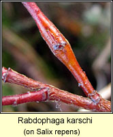 Rabdophaga karschi