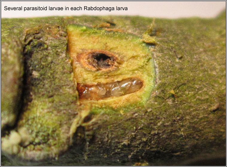 Rabdophaga