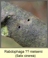 Rabdophaga ? nielsenii