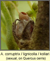 Andricus corruptrix / lignicolus / kollari (sexual) 