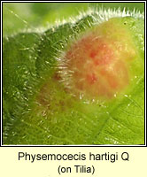 Physemocecis hartigi