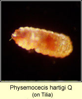 Physemocecis hartigi