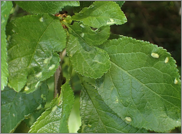 Eriophyes